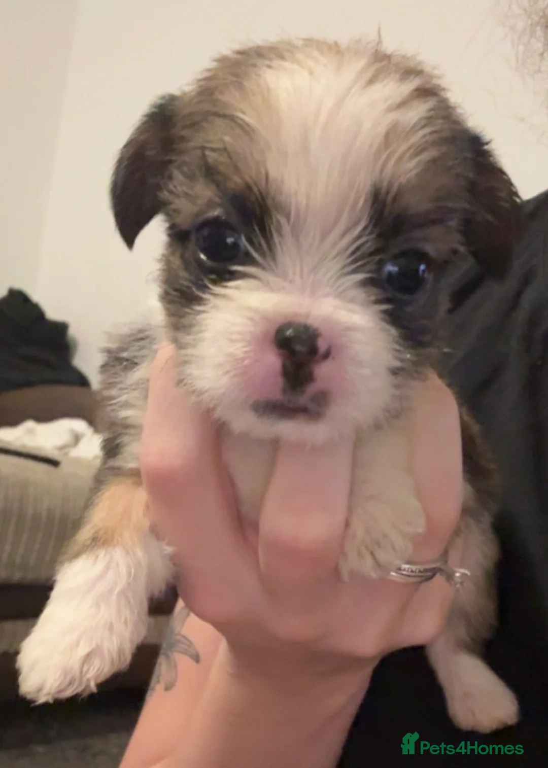 Mixed Breed dogs for sale:  Shih Tzu  - Advert 5