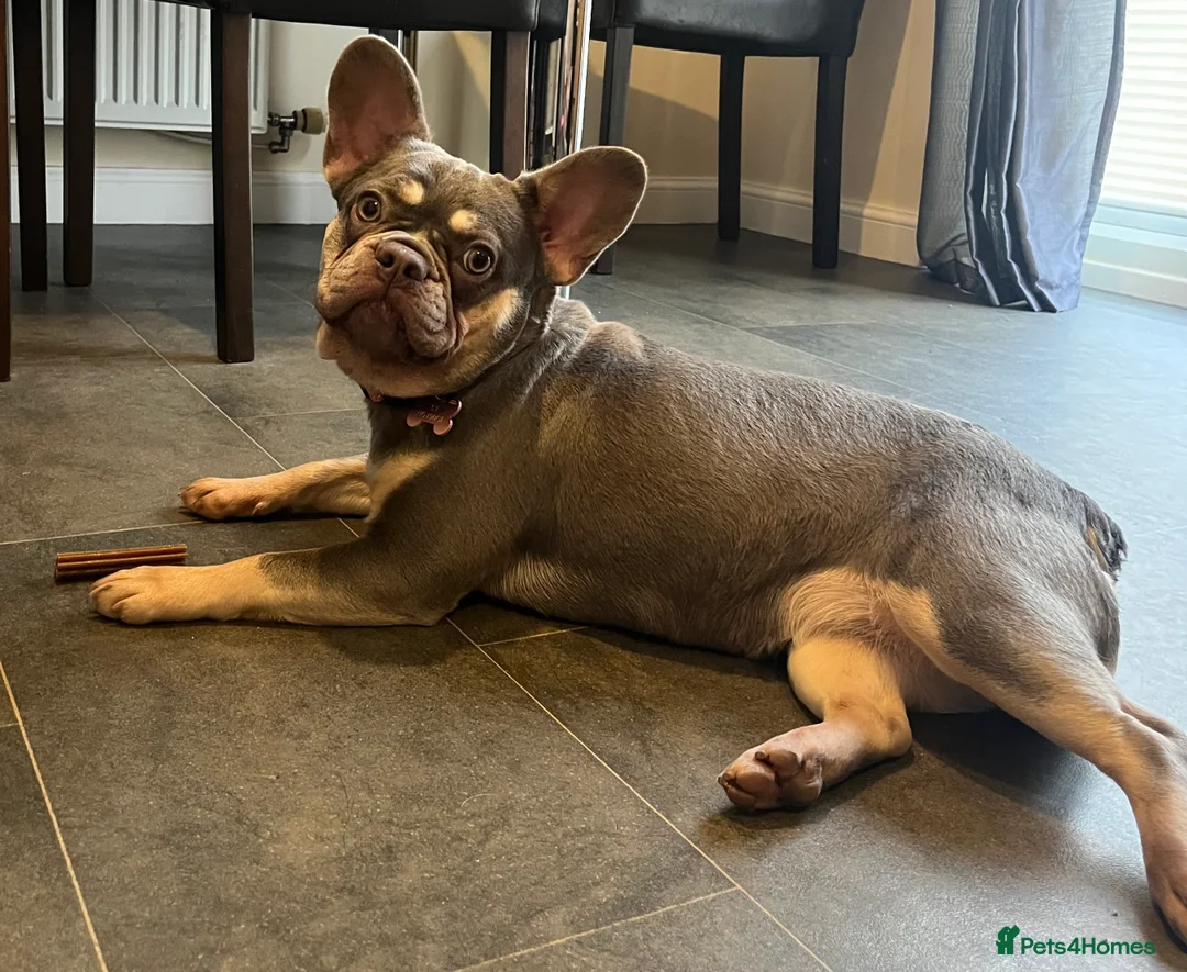 French Bulldog dogs for sale: Beautiful girl  - Advert 9