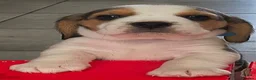 Beagle dogs for sale: Beautiful Beagle Puppies – Ready Now! - Advert 20