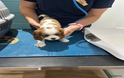 Cavalier King Charles Spaniel dogs for sale: Blenheim cavalier King Charles puppies - Image 28