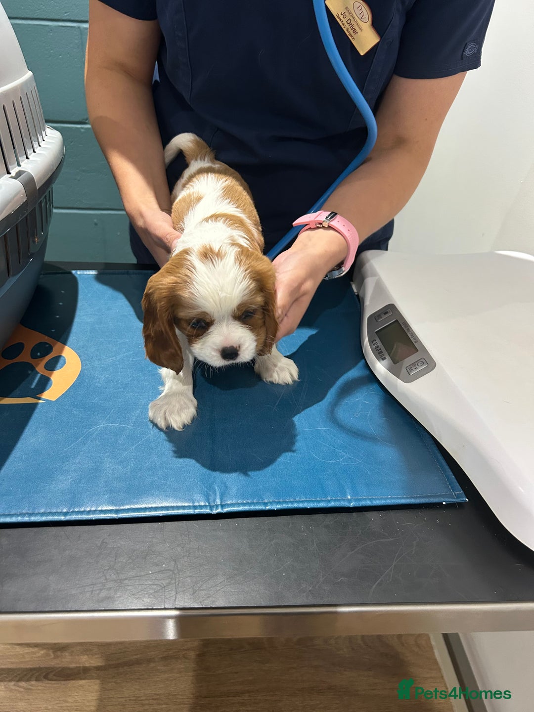 Cavalier King Charles Spaniel dogs for sale: Blenheim cavalier King Charles puppies - Image 28