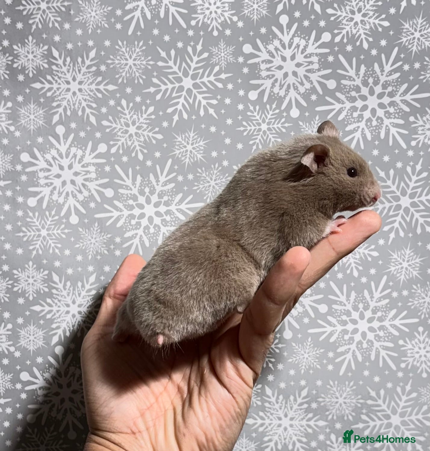 Hamster rodents STUNNING TAME PEDIGREE SYRIAN HAMSTER - Advert 16