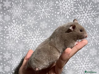 Hamster rodents STUNNING TAME PEDIGREE SYRIAN HAMSTER - Advert 16