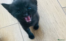 Russian Blue cats for sale: Russian blue mix  - Image 12