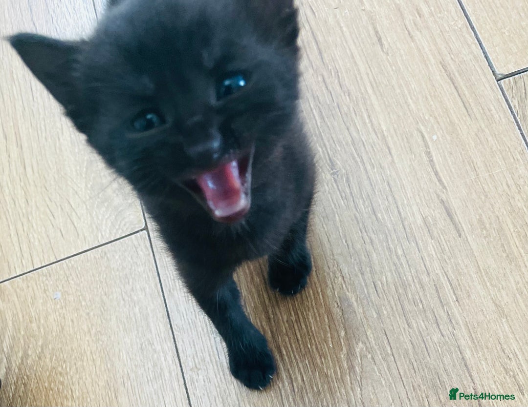 Russian Blue cats for sale: Russian blue mix  - Image 12