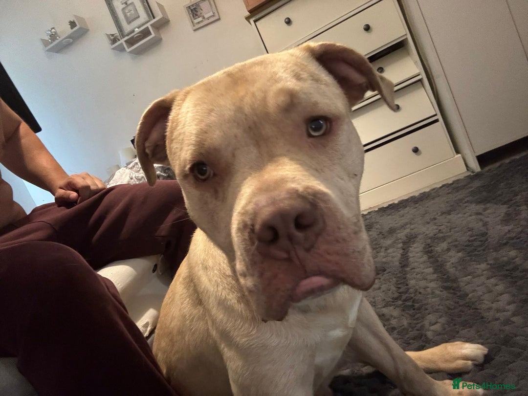 Bullmastiff dogs for sale: Merl Bullmastive puppy 9 months old - Image 1