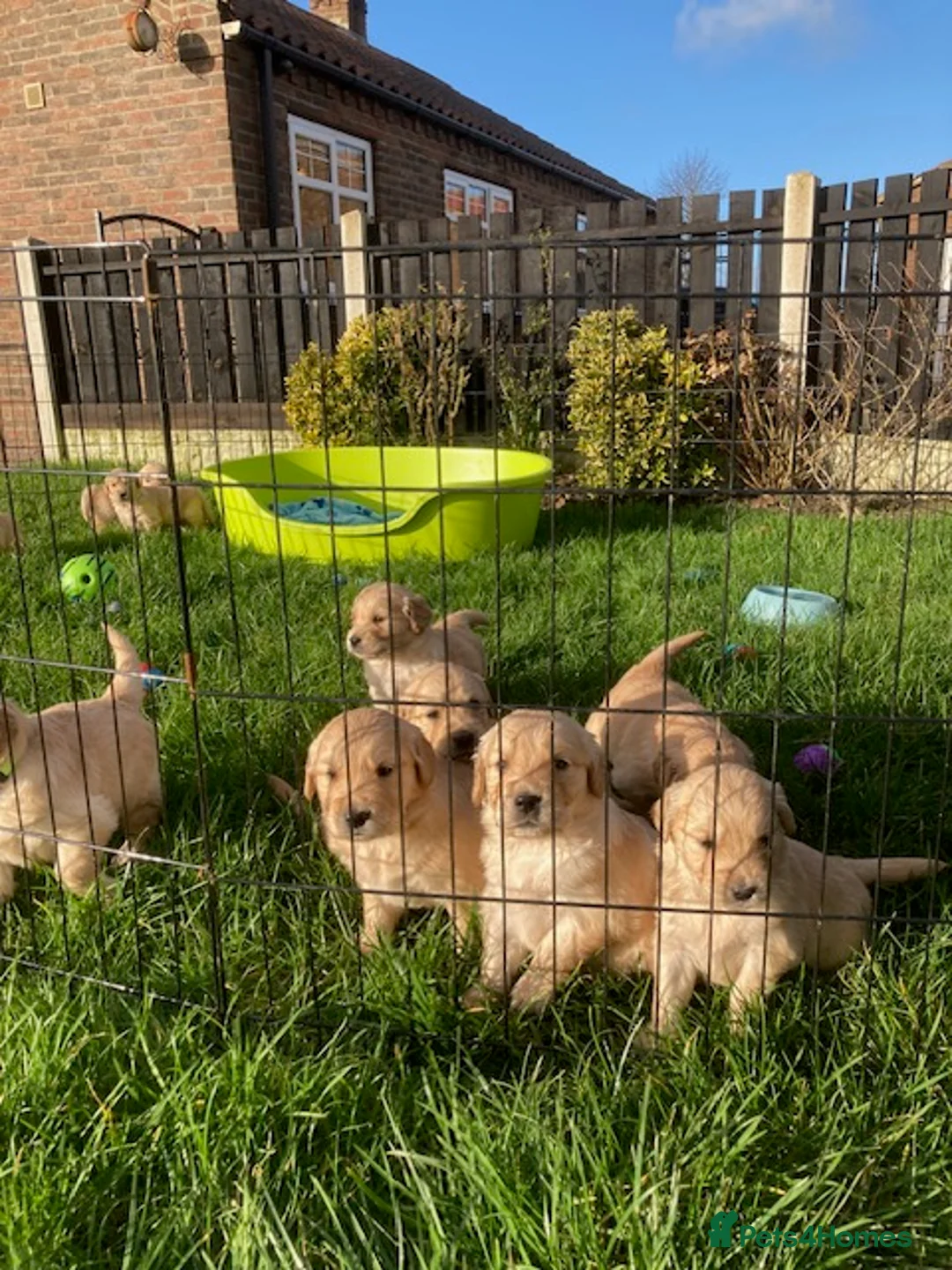 Golden Retriever dogs for sale: Beautiful retriever puppies, KC Reg/Health tested - Advert 14