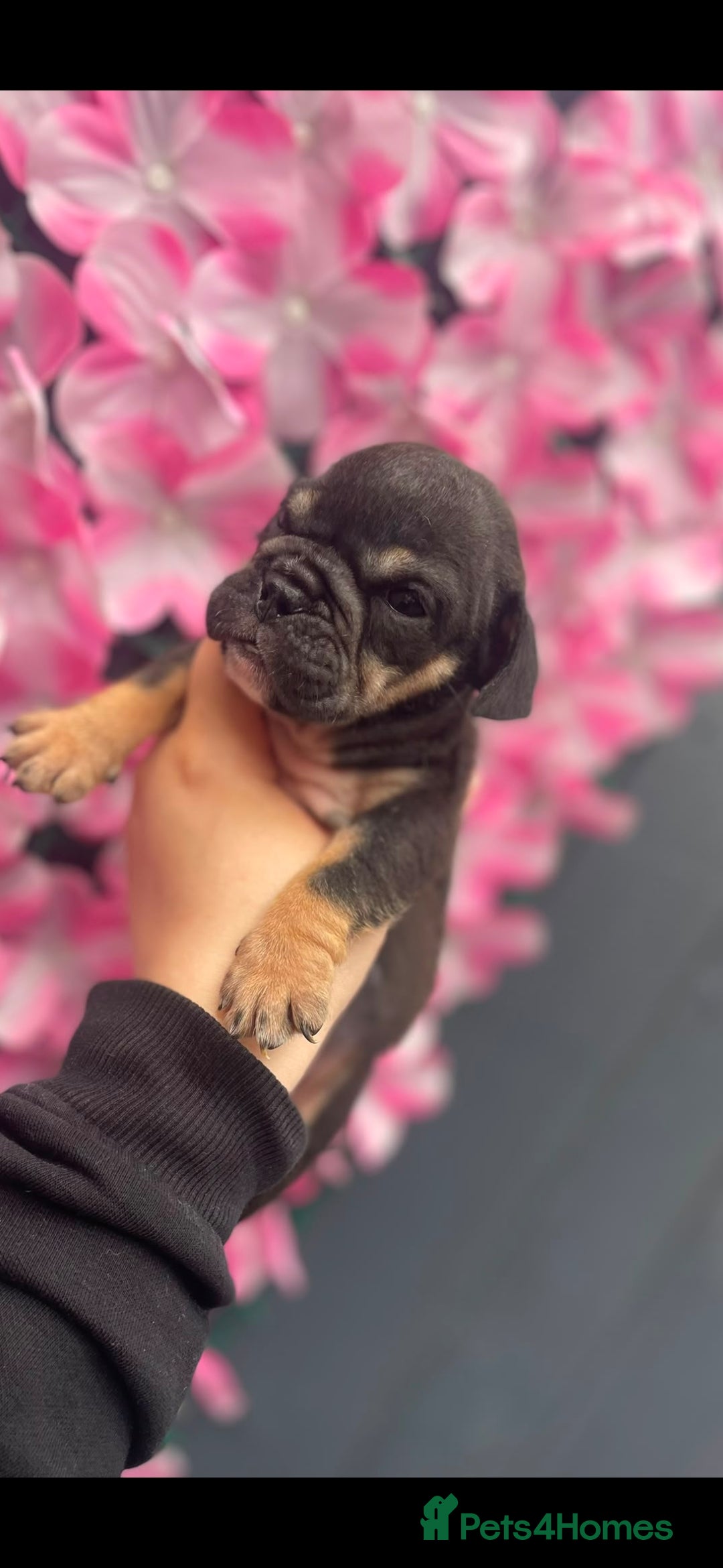 English Bulldog dogs English bulldog puppies  - Advert 2
