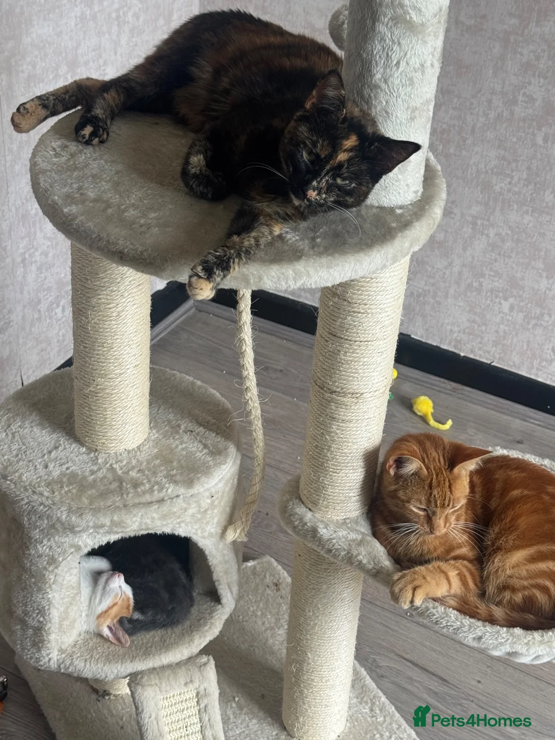 British Shorthair cats for sale: FREE Playful little girl ready for a loving home  in Heckmondwike - Advert 2