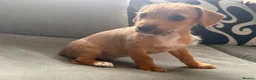Mixed Breed dogs for sale: Jack Russel cross Maltese pups  - Advert 6