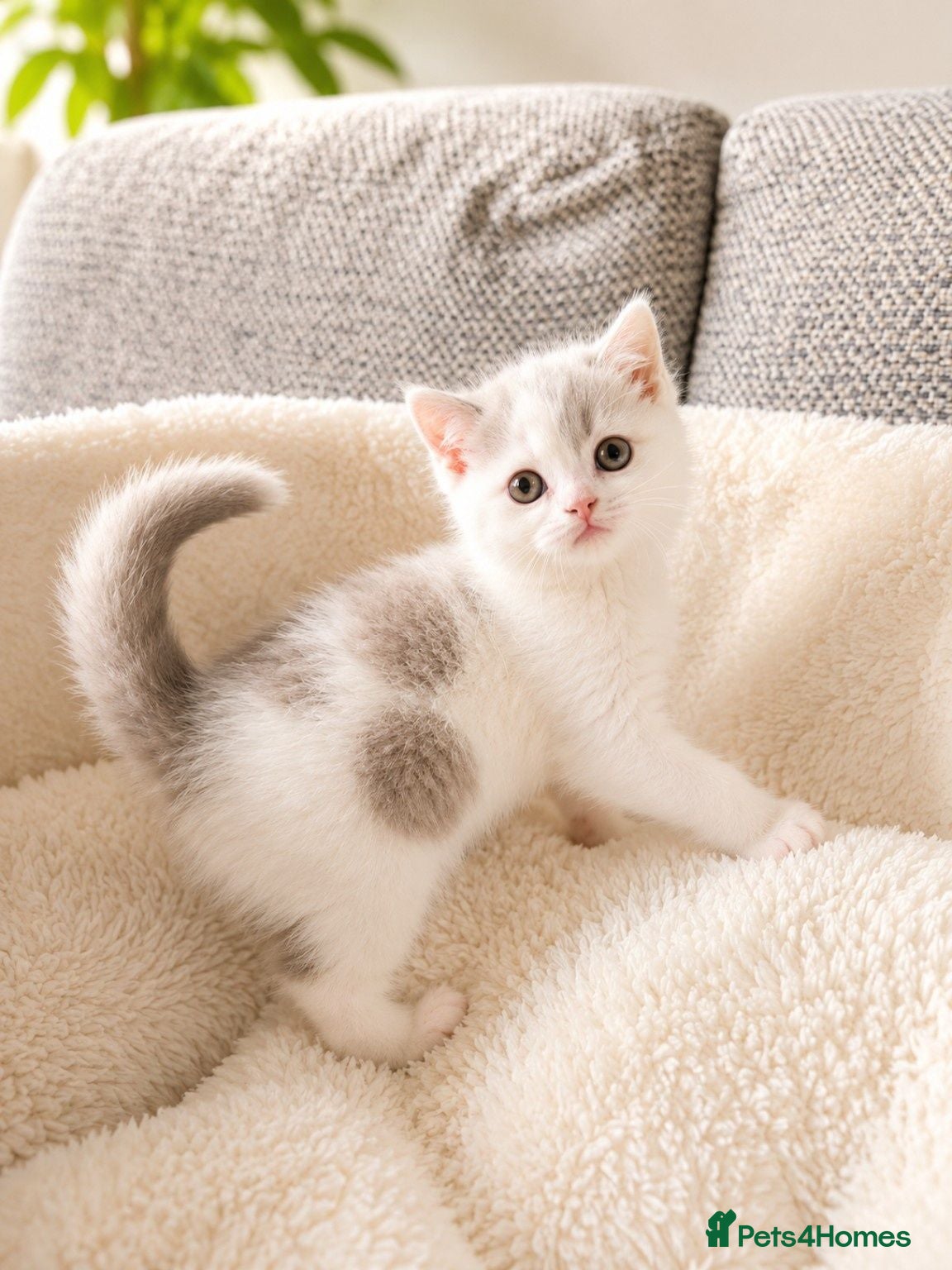British Shorthair cats British Shorthair Kittens - Advert 2