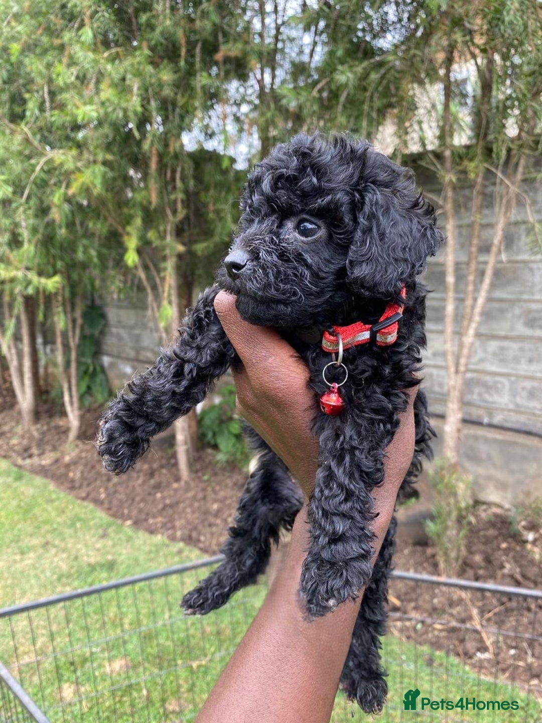 Miniature Poodle dogs for sale: 💌 To Loving Homes Only: - Image 4