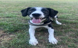 Sprollie dogs for sale: Louie, Sprollie  - Image 1