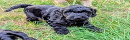 Cockapoo dogs for sale: Licensed breeder, health tested F1 cockapoos - Advert 19