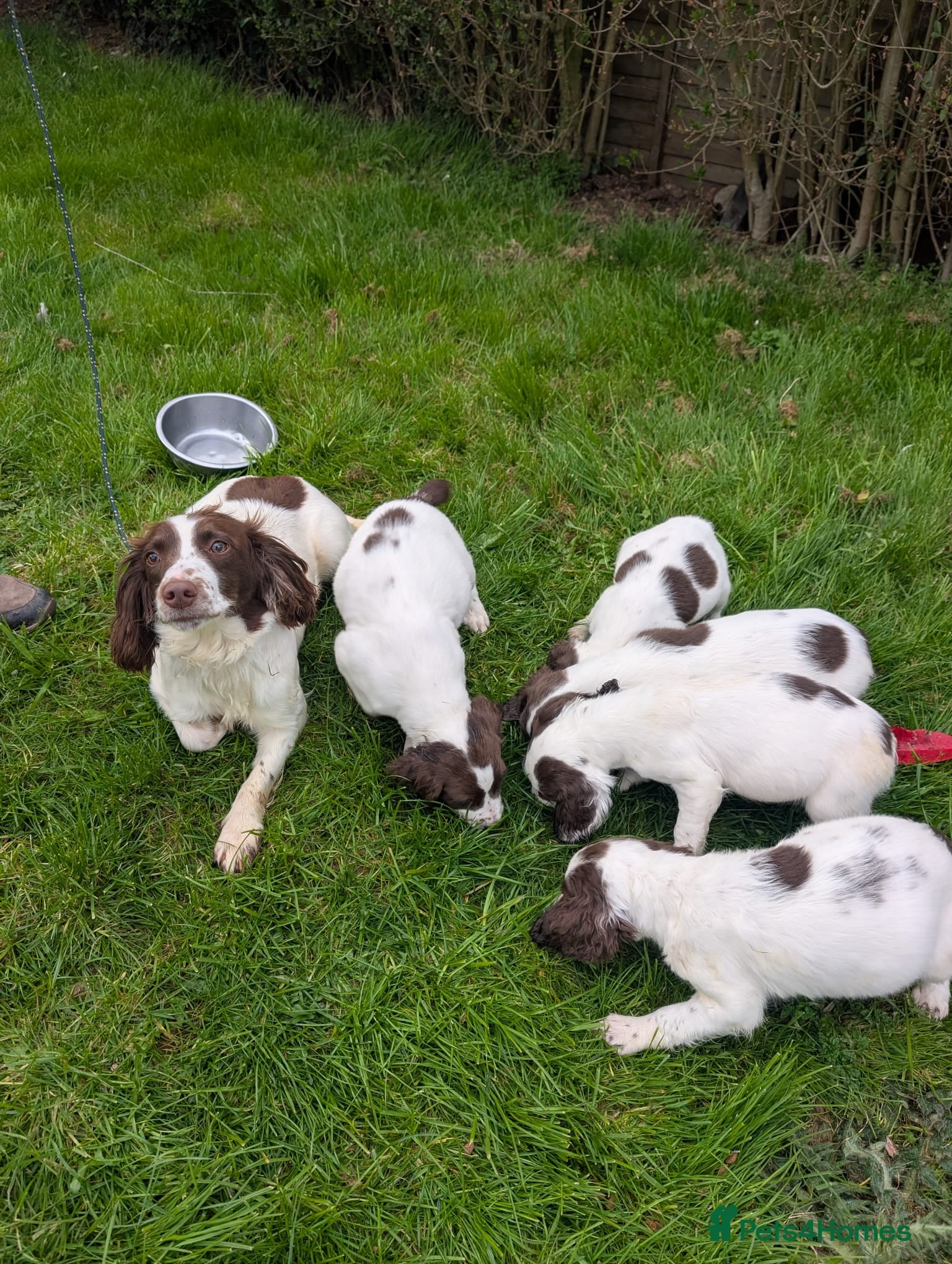 English Springer Spaniel dogs Working springer spaniels - Advert 2