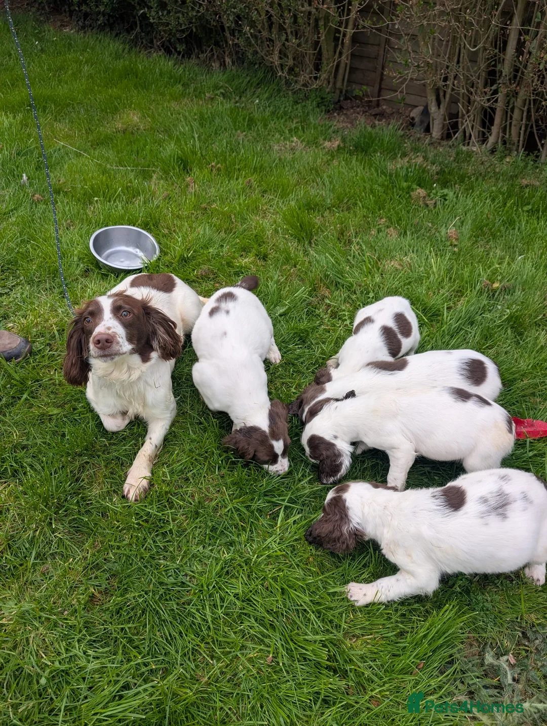 English Springer Spaniel dogs for sale: Working springer spaniels - Advert 2