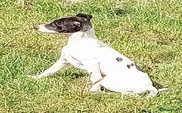 Italian Greyhound dogs for sale: Italian greyhound  - Image 17