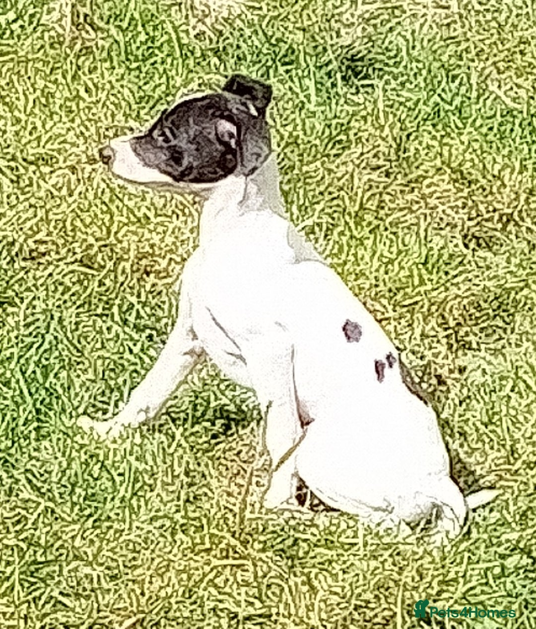 Italian Greyhound dogs for sale: Italian greyhound  - Image 17