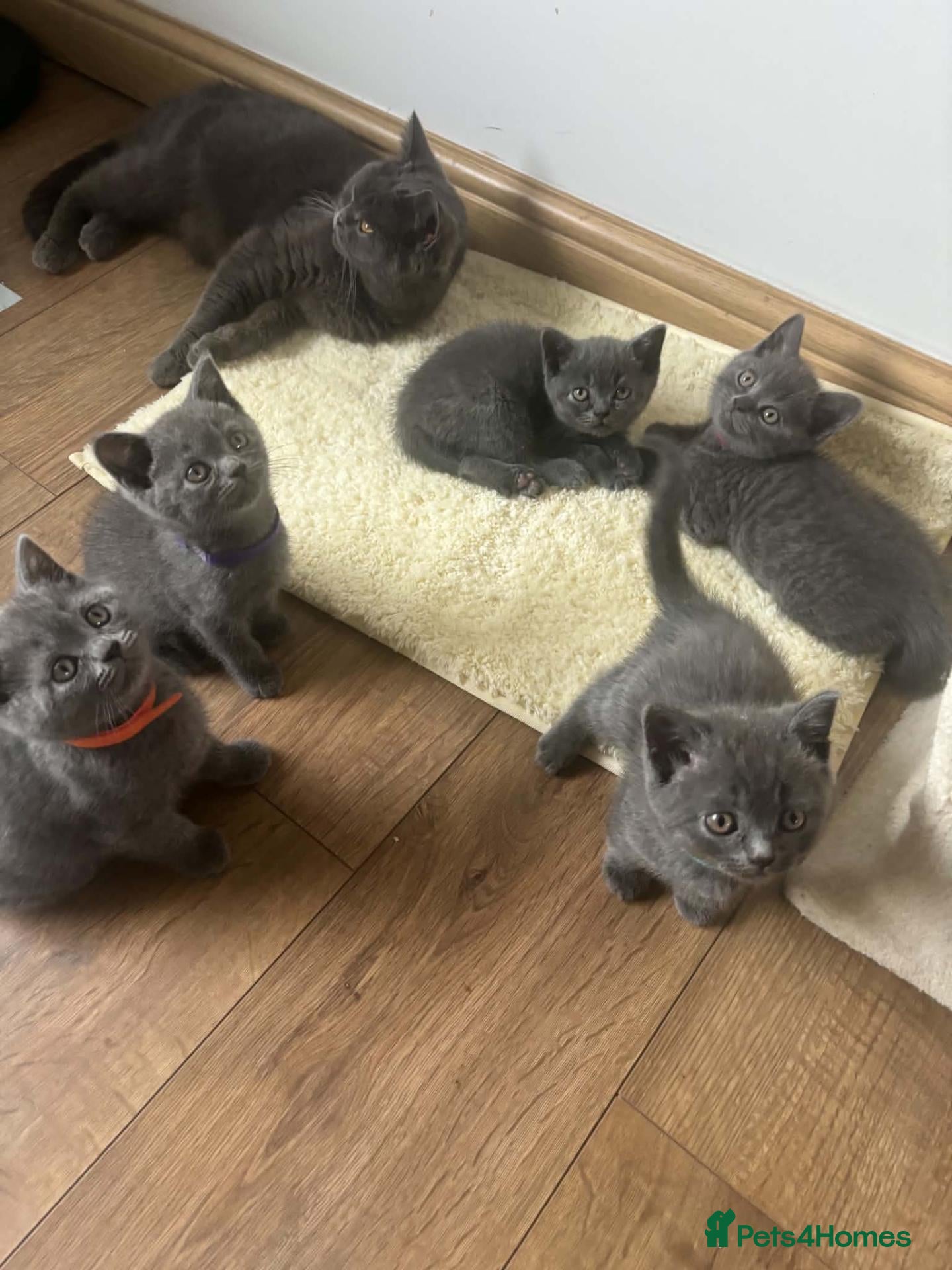 British Shorthair cats Lovely litter of British shorthair kittens - Advert 4