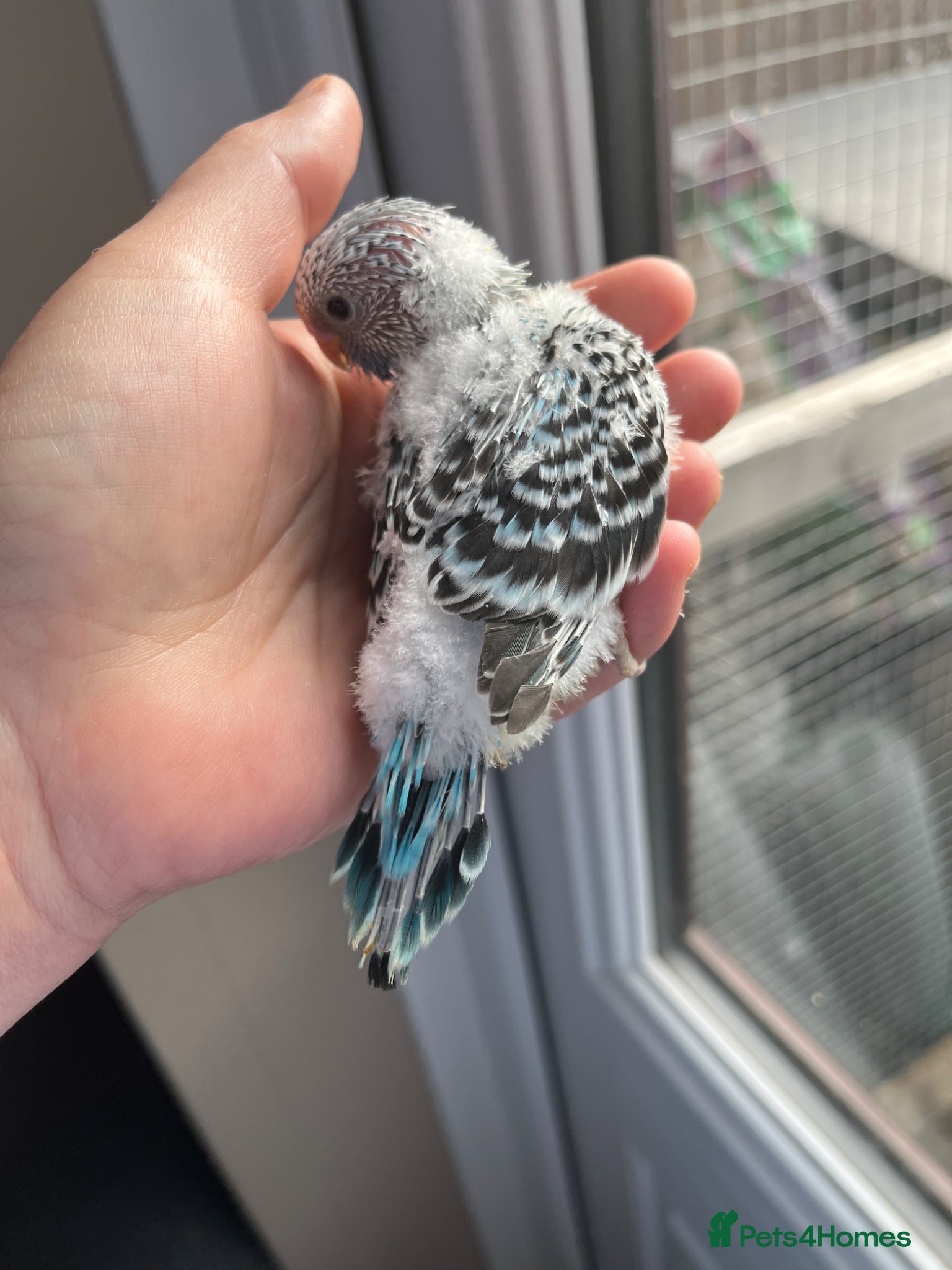 Conures birds Silly tame hand reared budgie baby  - Advert 2