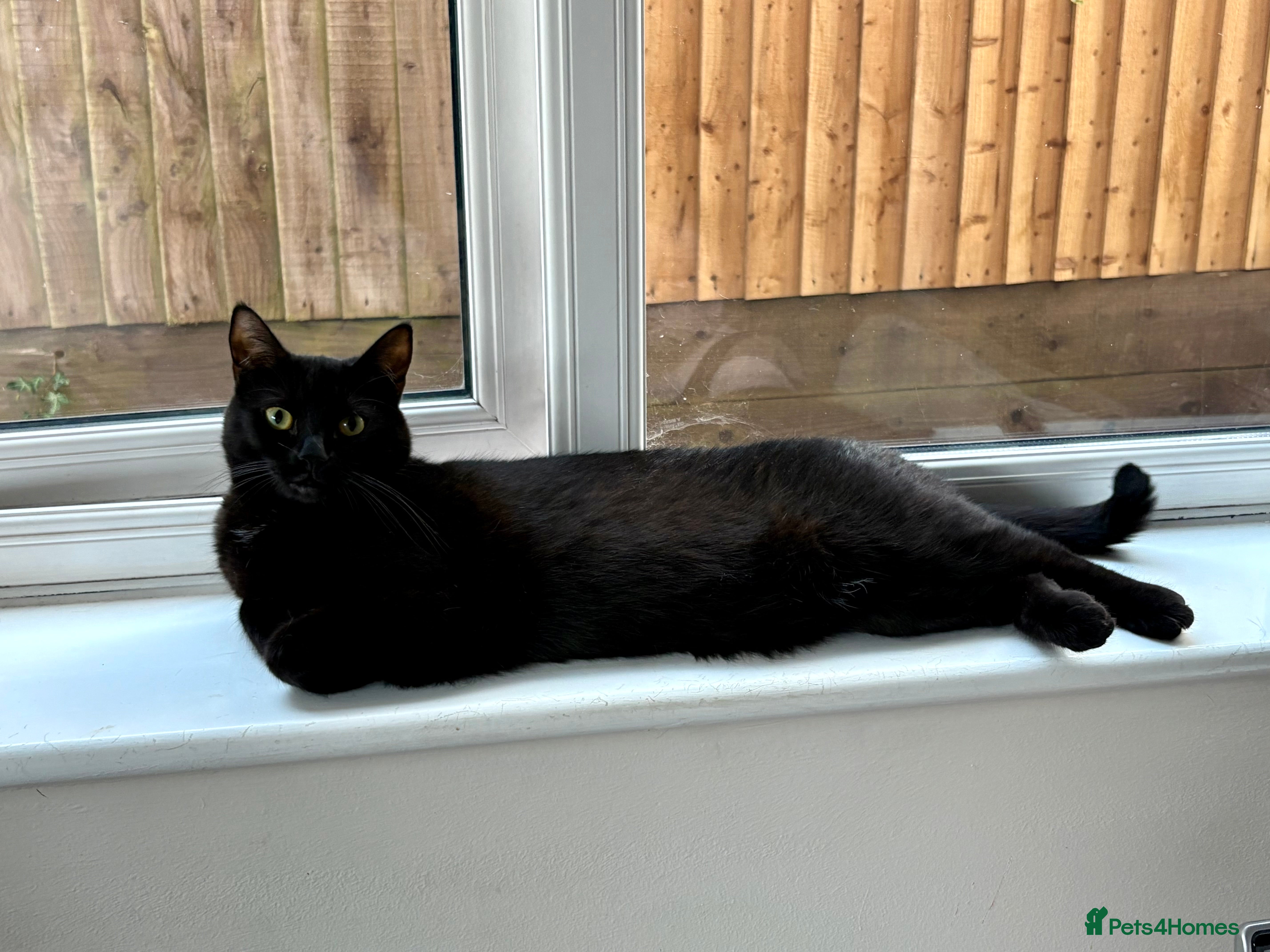 Mixed Breed cats Black Female Cat  - Advert 1