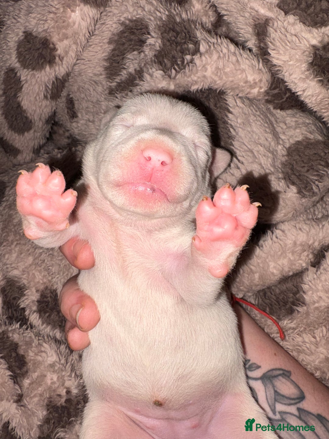 Mixed Breed dogs for sale: Staffy x American bulldog mixed breed  - Advert 6