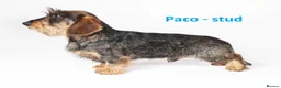 Miniature Dachshund dogs for sale: Premium Mini Wire-haired Dachshund Puppies - Advert 6