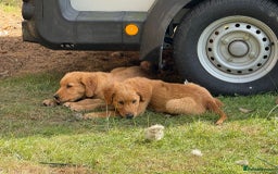 Golden Retriever dogs for sale: Golden retriever pups - Image 8
