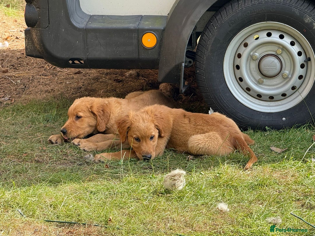 Golden Retriever dogs for sale: Golden retriever pups - Image 8