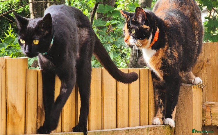 Mixed Breed cats - Advert 12