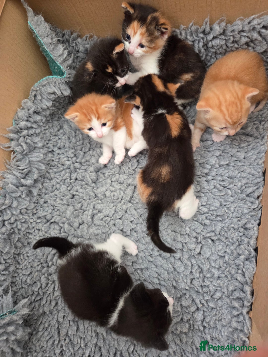 Mixed Breed cats for sale: Stunning kittens available Leicestershire  - Image 9