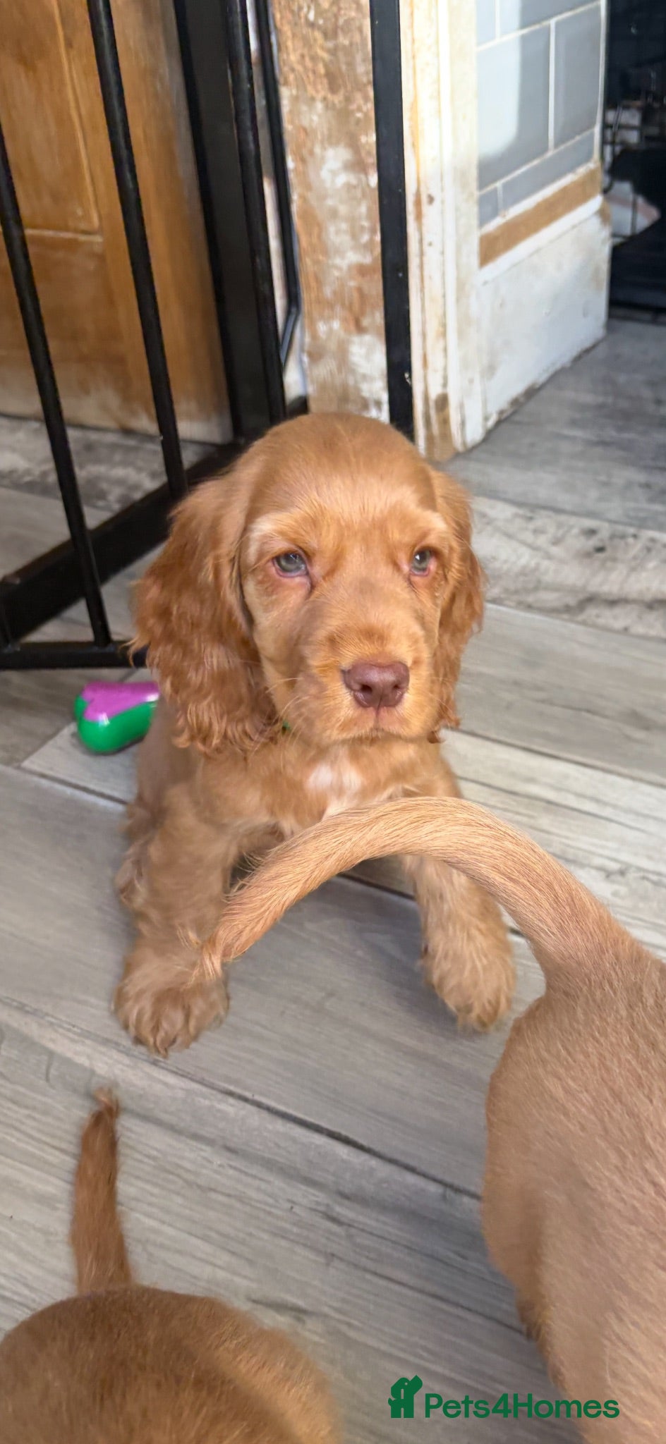 Cocker Spaniel dogs REDUCED READY NOW 💯 Quality show cockers - Advert 1