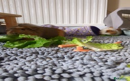 Guinea Pig rodents for sale: Loved guinea pigs need forever home 🩷 - Image 2