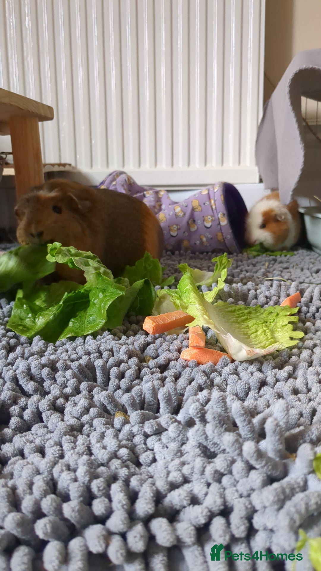 Guinea Pig rodents for sale: Loved guinea pigs need forever home 🩷 - Image 2