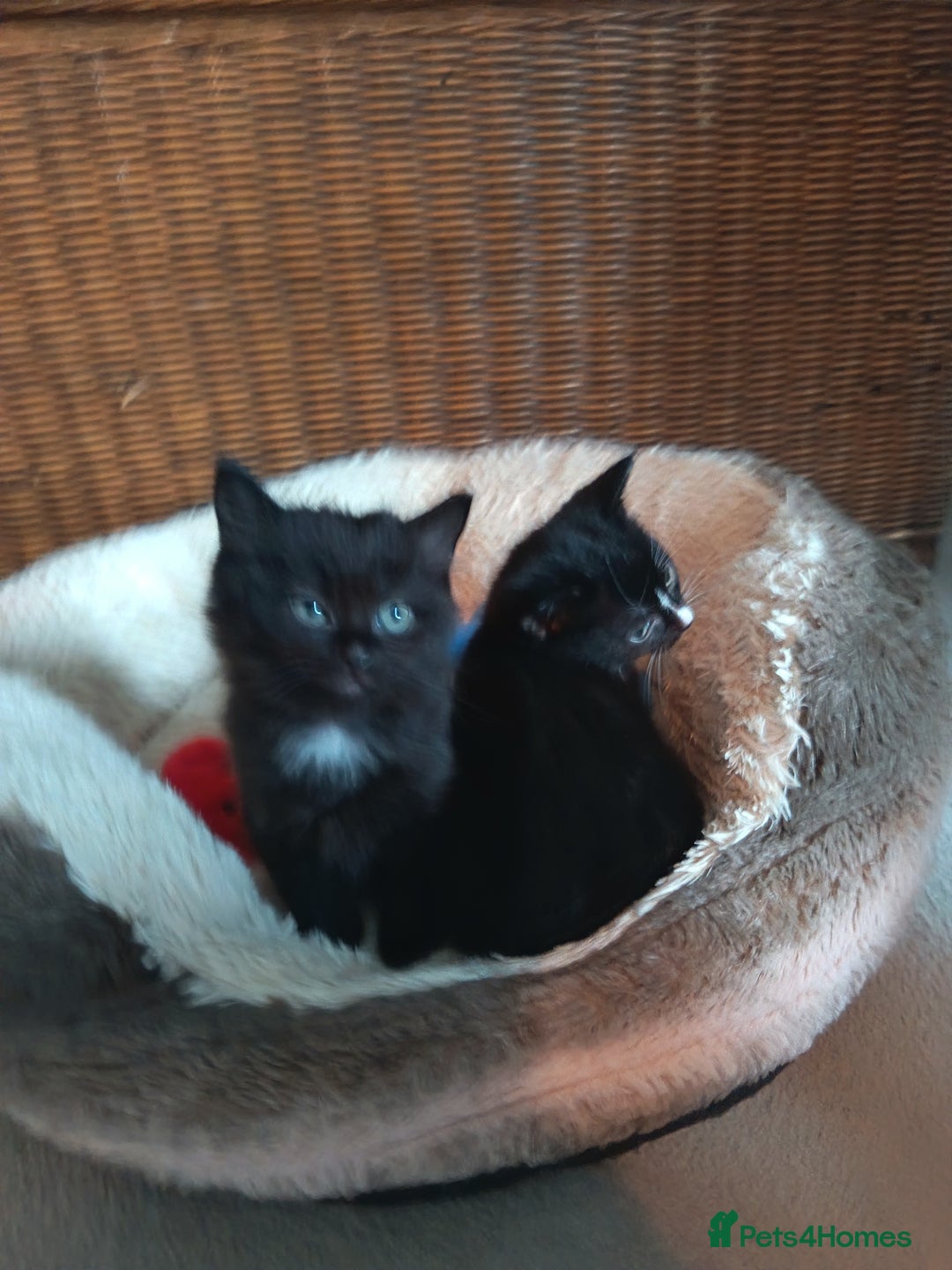 Mixed Breed cats for sale: 4 beautiful kittens - Advert 12