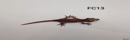 Gecko reptiles for sale: Red & Orange Stripe Gargoyle Gecko CB25  - Advert 6