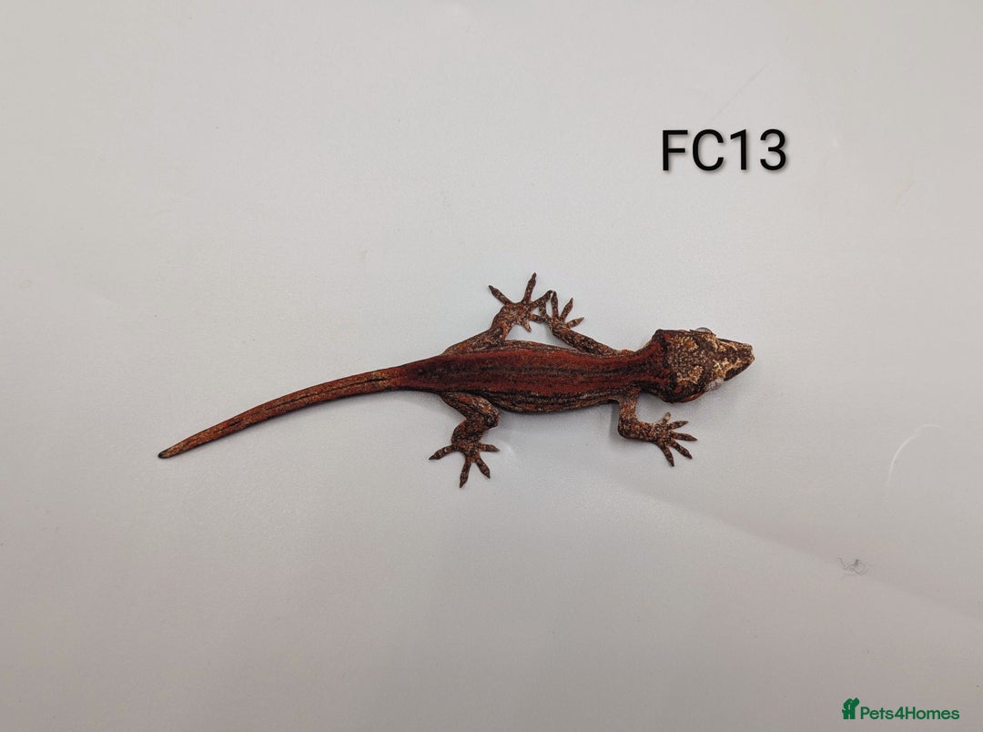 Gecko reptiles for sale: Red & Orange Stripe Gargoyle Gecko CB25  - Advert 6