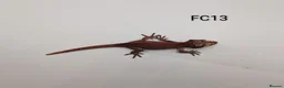 Gecko reptiles for sale: Red & Orange Stripe Gargoyle Gecko CB25  - Advert 6