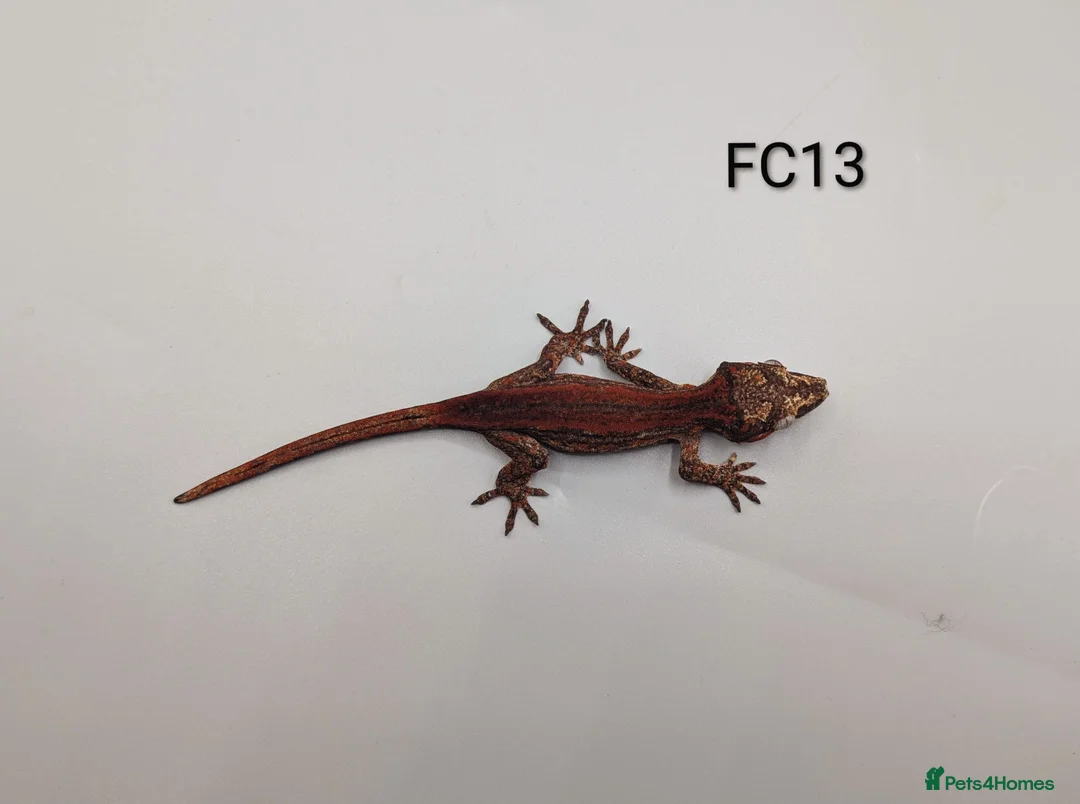 Gecko reptiles for sale: Red & Orange Stripe Gargoyle Gecko CB25  - Advert 6