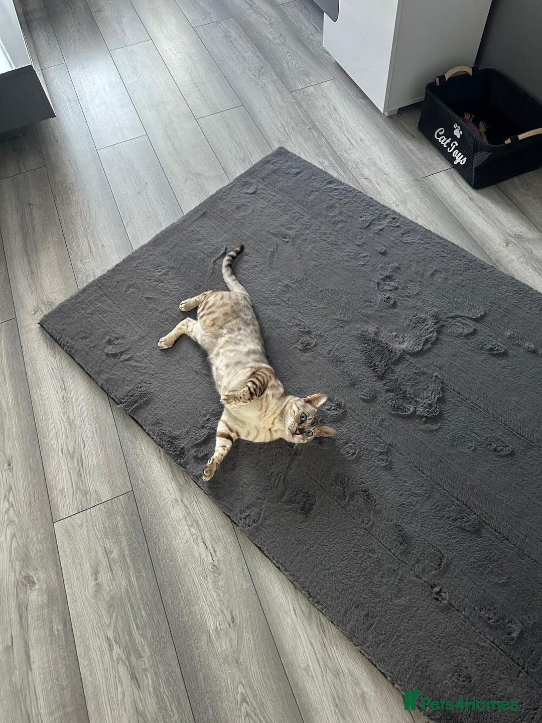 Bengal cats for sale: Beautiful 3-Year-Old Snow Bengal for sale - Image 6