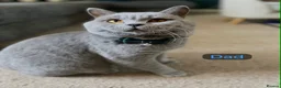 British Shorthair cats for sale: Litter due in the next few weeks in Coventry - Advert 3