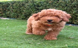 Poochon dogs for sale:  Loving Puppies Looking for Their Forever Homes 🏡 - Image 2