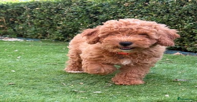 Poochon dogs - Advert 9