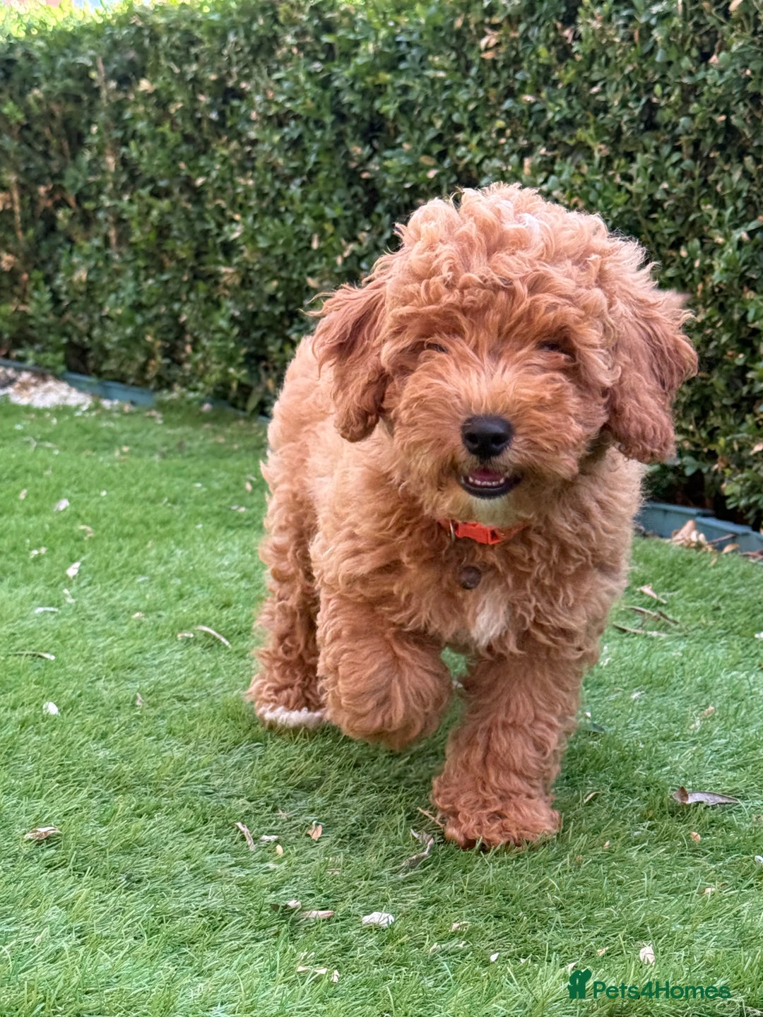 Poochon dogs for sale:  Loving Puppies Looking for Their Forever Homes 🏡 - Image 2