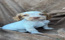 Cocker Spaniel dogs for sale: Gorgeous kc registered cocker spaniel puppies - Image 9