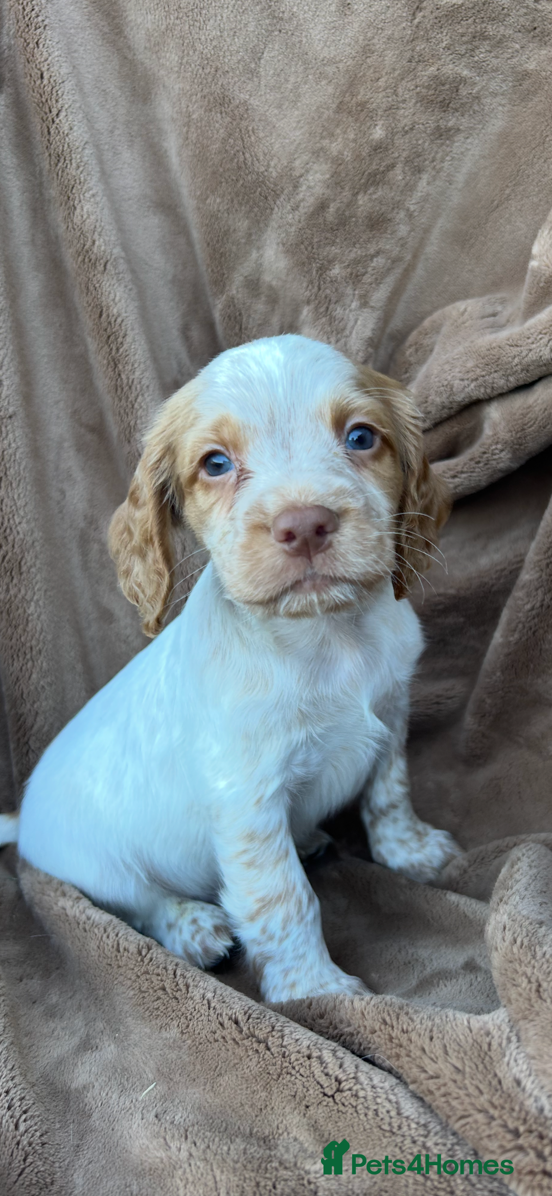Cocker Spaniel dogs for sale: Gorgeous kc registered cocker spaniel puppies - Image 9