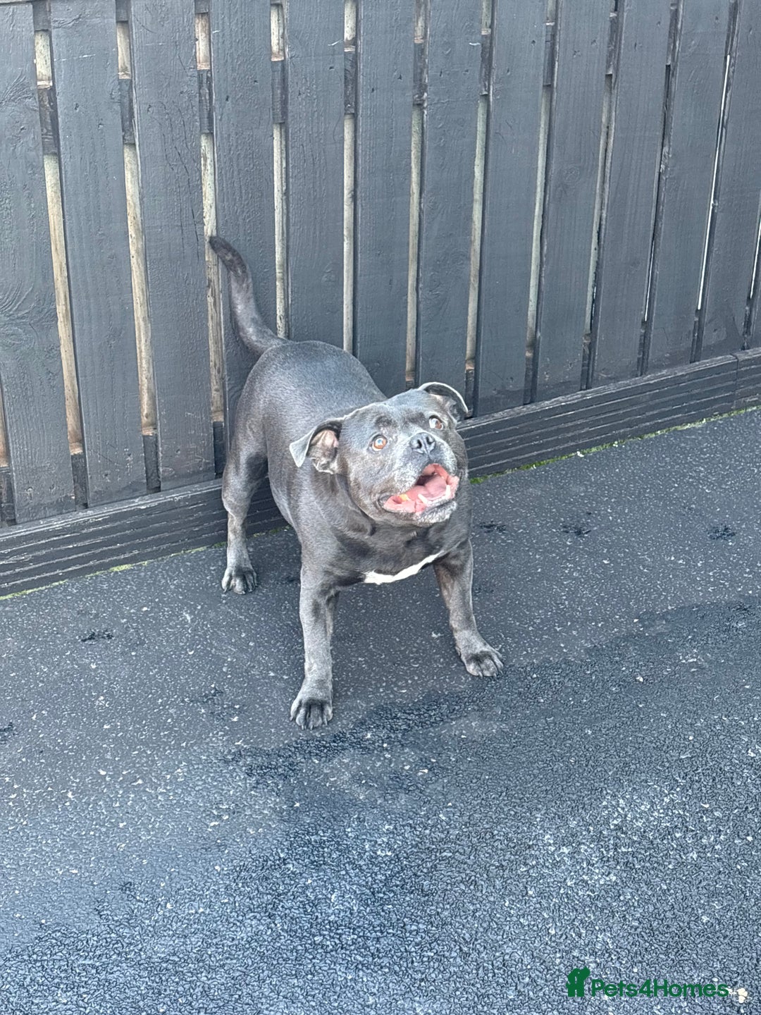 Staffordshire Bull Terrier dogs for stud: Butch King of Kirkdale Pedigree Stud - Advert 4