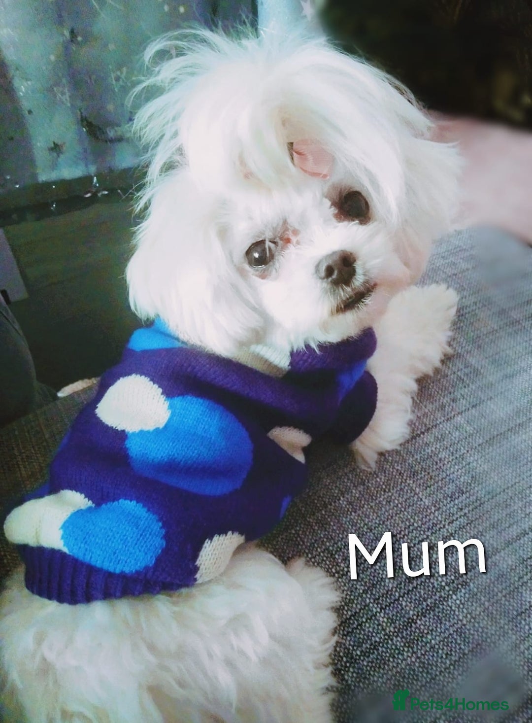 Maltipoo dogs for sale: 🌟💛🌟Precious Biscuit Princess 🌟💛🌟  - Advert 11