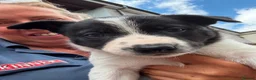 Border Collie dogs for sale: Fully Health Tested Border Collie Puppy For Sale in Coleford - Advert 9