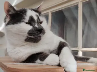 Maine Coon cats Paddy (ragdoll cross) AVAILABLE (Otto sold) - Advert 5